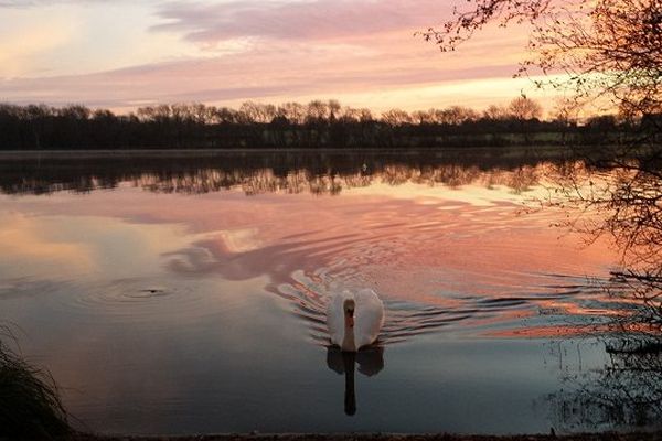 Le cygne de Rosporden