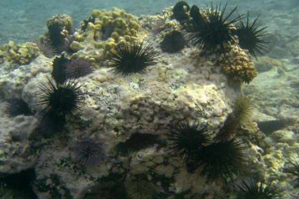 La pêche aux oursins sur tout le littoral corse n'est autorisée que du 15 décembre 2013 au 15 avril 2014