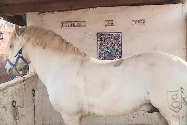 Foudre de l'Aven, étalon camarguais du Grau-du-Roi (Gard), avant le Salon de l'Agriculture 2023.