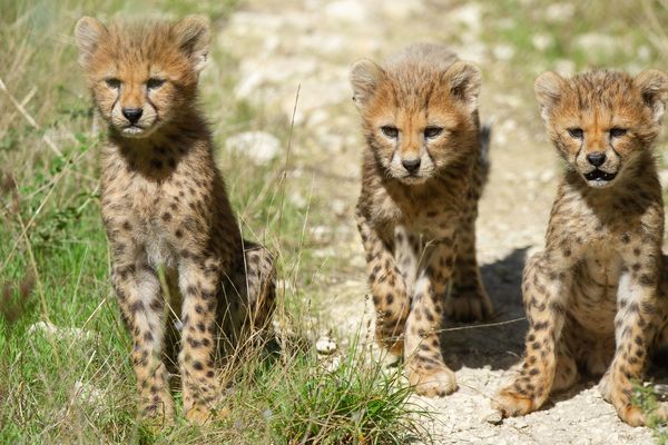 Aude Voici Les 5 Bebes Guepards Nes A La Reserve Africaine De Sigean