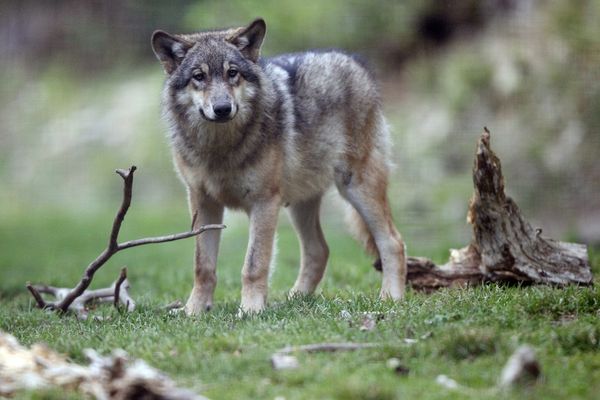 Drôme : des associations accusent des braconniers d'avoir tué le loup de Valberg (image archives)