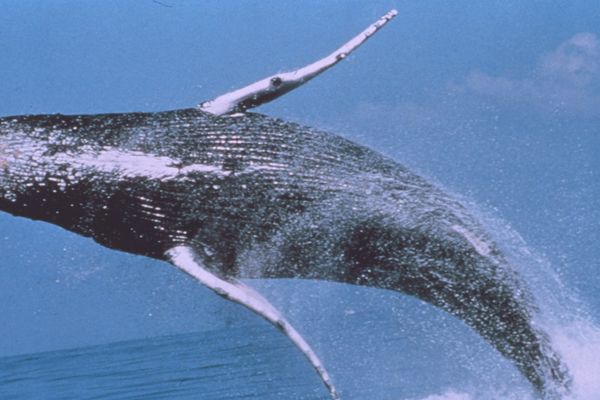 Exemple de baleine à bosse au large d'Hawaï