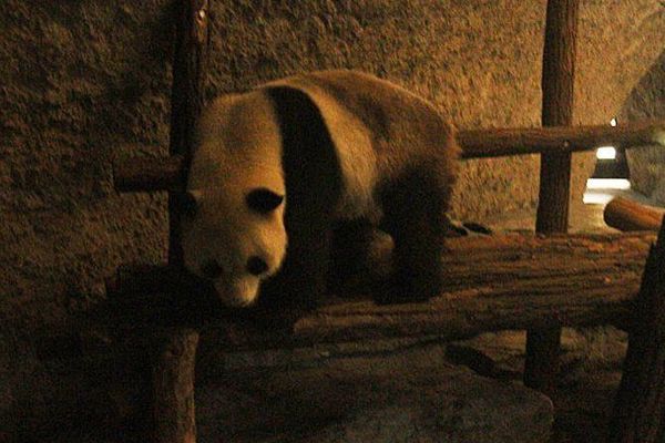 Un des deux pandas dans sa grotte de Pairi Daiza. 