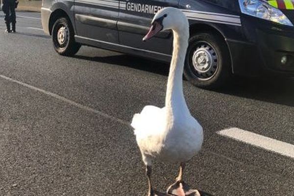 Les gendarmes d'Indre-et-Loire ont porté secours à un cygne égaré sur la chaussée mercredi sur l'autoroute A10.