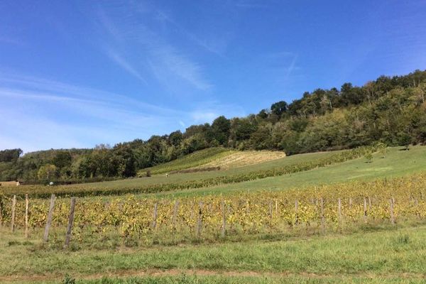 Le domaine viticole de Nicolas Gonin à Saint-Chef en Isère