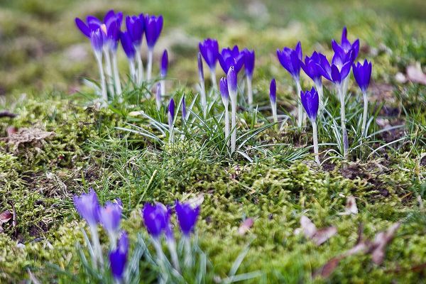 Des crocus déjà fleuris dans les jardins et sous bois.