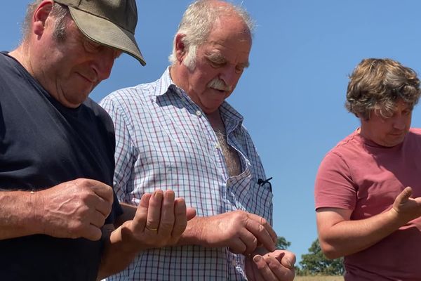 Les trois agriculteurs observent les grains de blé, le 25 juillet 2024, à Limoges.