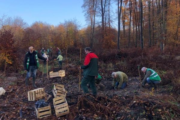 L’association de Sauvegarde du patrimoine des forêts du compiégnois (SPFC) et l'ONF œuvrent à la plantation de nouvelles espèces d'arbres dans la forêt de Compiègne.