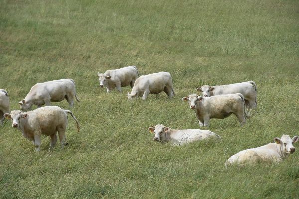 Une randonneuse a été chargée par des vaches dans le Cantal. (Photo d'illustration)