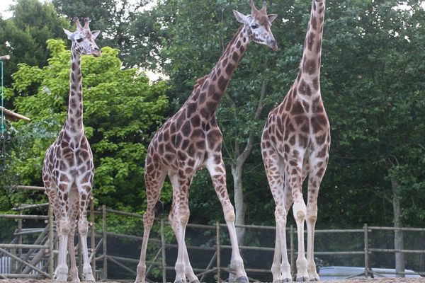 Ghonda est la petite girafe située à gauche de la photo