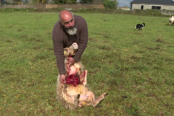 Laurent tient à la main une brebis agonisante, victime d'une attaque.