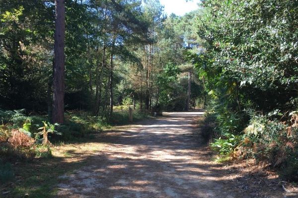 Le bois de Plédran où quelques arbres seront prélevés pour participer à la reconstruction de Notre-Dame