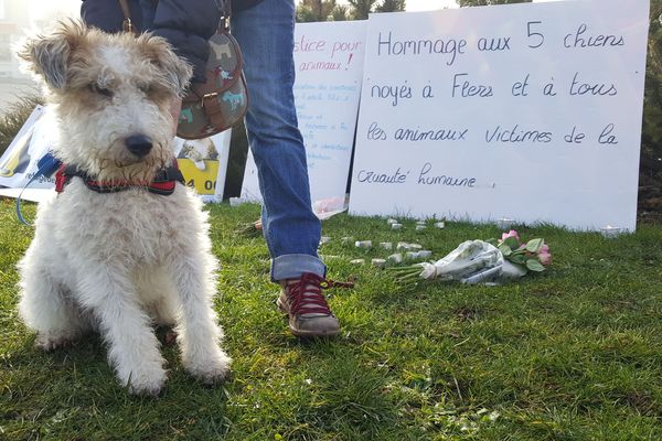 5 chiens noyés à Flers : un homme de 25 ans devant les tribunaux