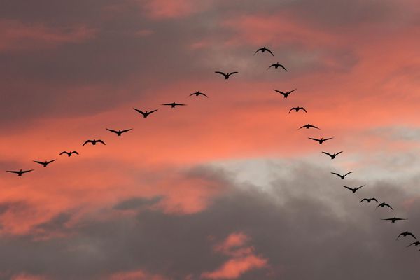 Les naturalistes du collectif "Faune Auvergne" alertent sur la diminution de certaines espèces animales à cause du réchauffement climatique. 