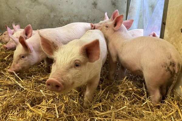 Près de 200 porcs périssent dans un accident de poids lourd en Vendée, photo d'illustration