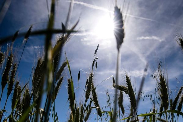 147H de soleil pour la Normandie entre le 1er et le 11 juillet 2019, 128 en Bretagne pour la même période