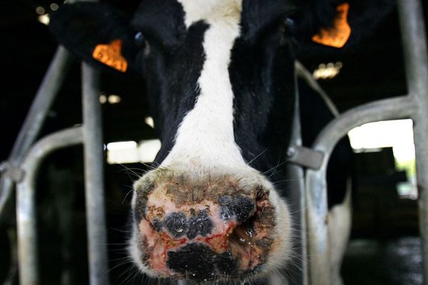 IMAGE D'ARCHIVE - Une vache atteinte de la fièvre catarrhale ovine (FCO), le 27 septembre 2007, dans une exploitation agricole d'Ottwiller (Alsace). 

