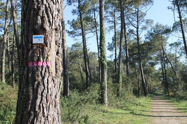 Les chemins de randonnées en forêt sont nombreux dans les Landes