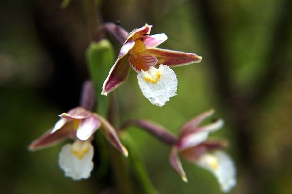 De la famille des orchidées, l’épipactis des marais fait partie des 235 espèces végétales menacées de disparition en Indre-et-Loire.