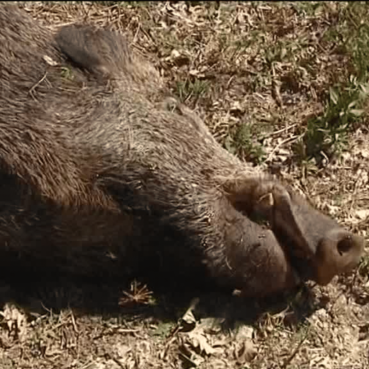 En Ardèche, 7 chiens de chasse abattus sur un terrain privé alors qu'ils  poursuivaient un sanglier - La Commère 43