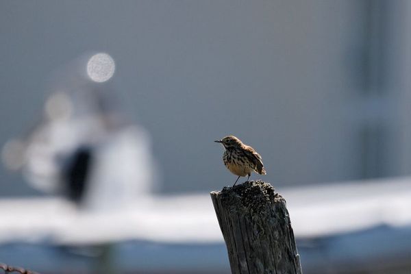 L'oiseau "Météo"