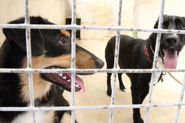 Illustration. Trois chiens sont touchés par la maladie de carré dans un refuge SPA à Toulouse.