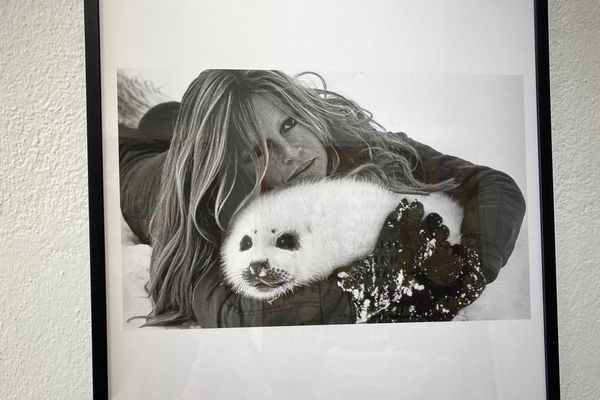 En 1977, Brigitte Bardot plaque le cinéma. À 43 ans, elle part défendre les bébés phoques massacrés par les chasseurs sur la banquise.