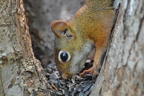 Dr. Sinister trying to hide his winter cache from Mr. Grackle