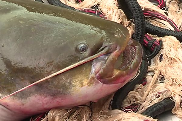 Le silure, un gros poisson aux allures de poisson-chat