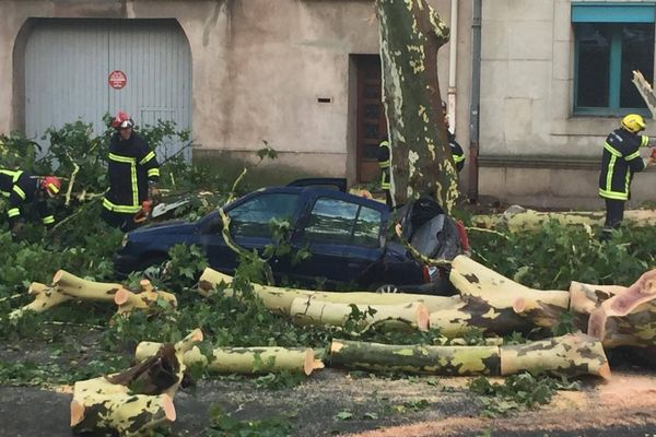 Pézenas: des platanes s'effondrent sur des véhicules