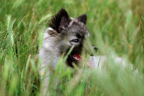 chiens : attention aux epillets cet été