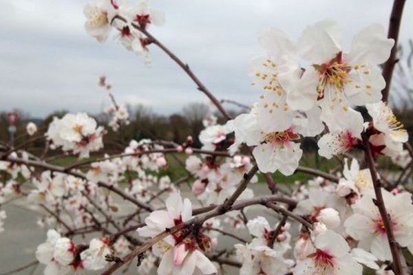 Des cerisiers en fleurs au mois de janvier