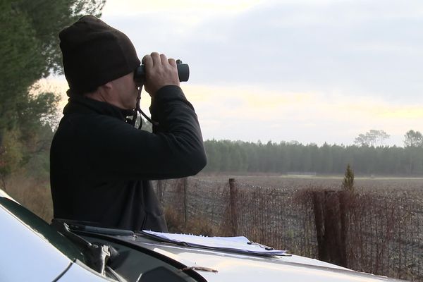 L'année dernière, 34 000 grues ont été comptées lors de l'hiver.