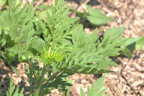 L'ambroisie à feuilles d'Armoise est une plante importée d'Amérique du Nord, envahissante pour les cultures et hautement allergisante.