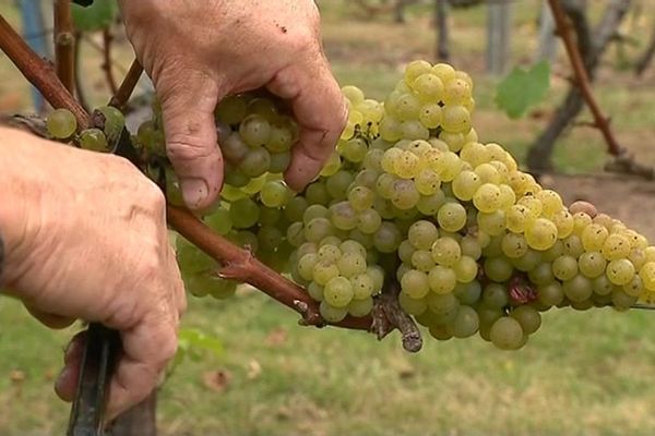 Une grappe de raisin des vignes du Braden à Quimper