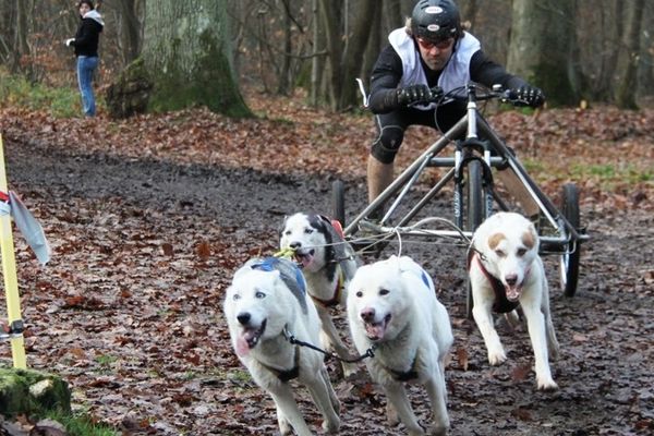 Jérôme Paveau, organisateur des championnats de France Mushing 2012 et son attelage de chiens de type "oreilles volantes". Lamotte Beuvron -(Loir-et-Cher)