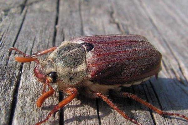 Le hanneton, inoffensif malgré ses airs d'Alien    