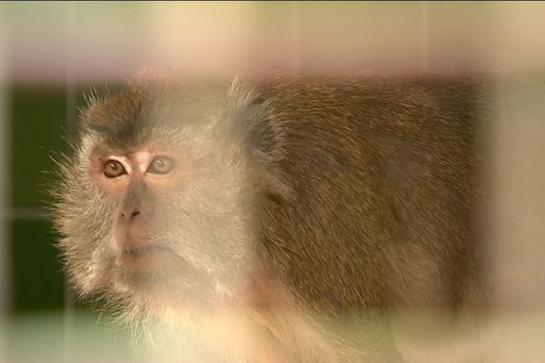 Neuf macaques sauvés de l'euthanasie