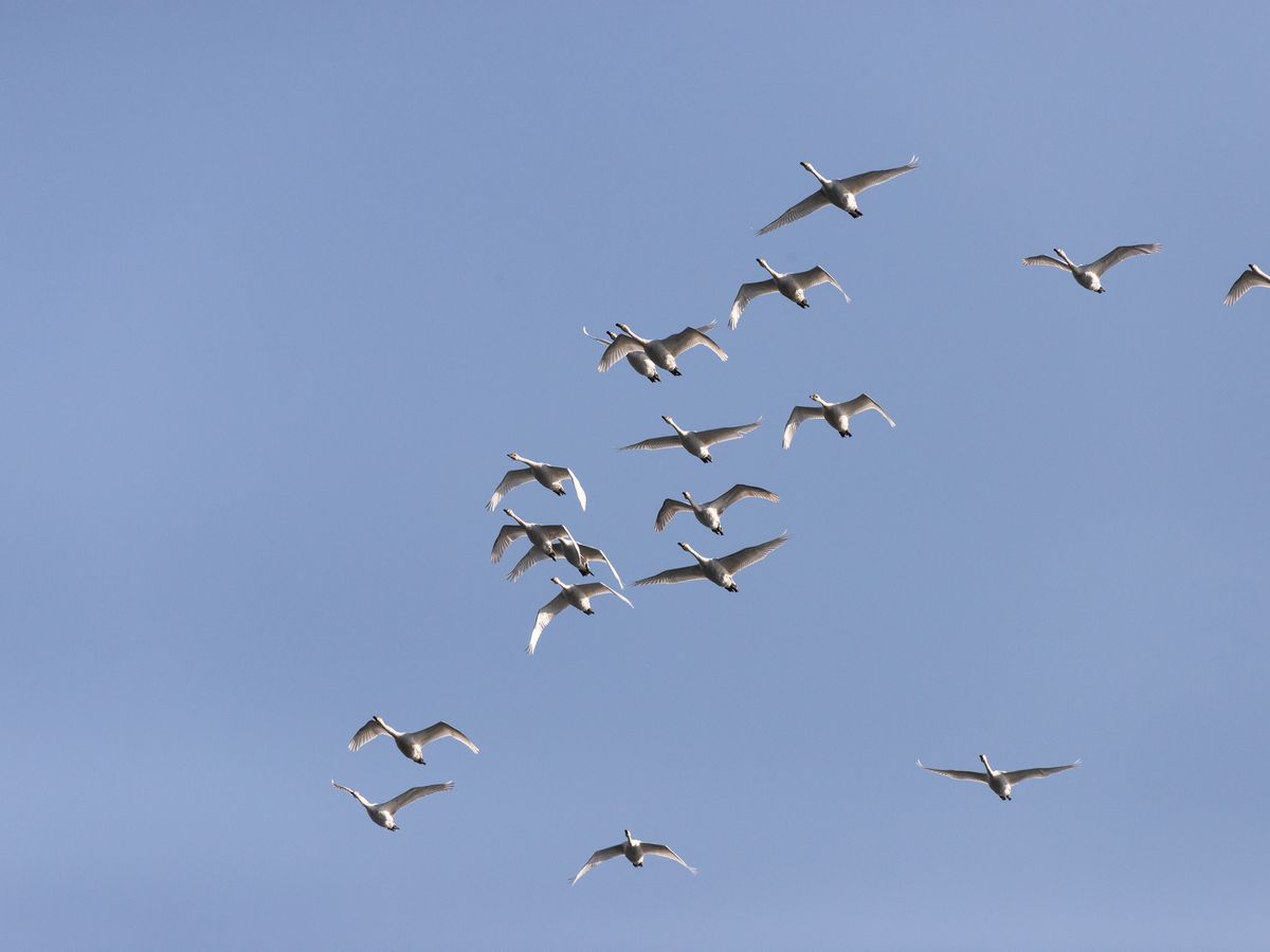 Oiseaux migrateurs une exceptionnelle observation en vall e du Rh ne