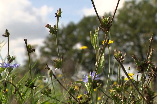 Dans cette exploitation des Deux-Sèvres, 15 hectares ont été convertis en prairies et 500 mètres de haies ont été plantés