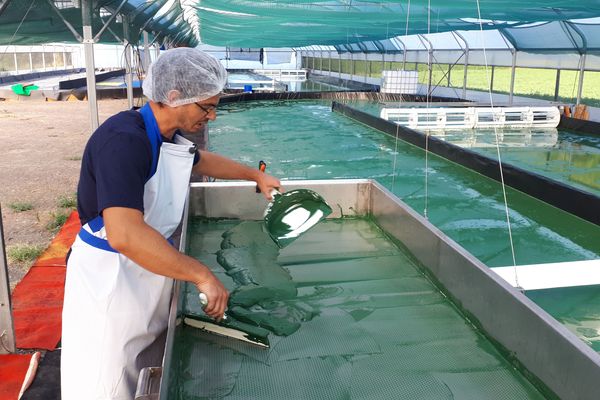 Renaud Stalinski, biologiste et Maxime Germain, physicien produisent de la spiruline.