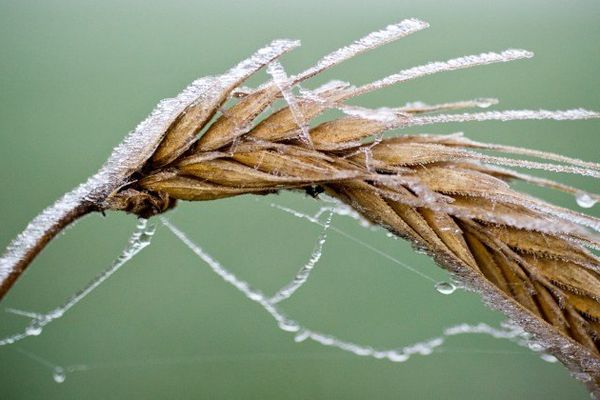 Un peu de givre ?