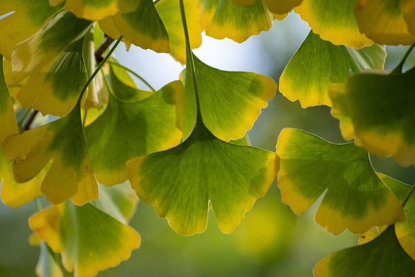 La feuille de ginkgo évoque un peu le papillon ou un éventail.