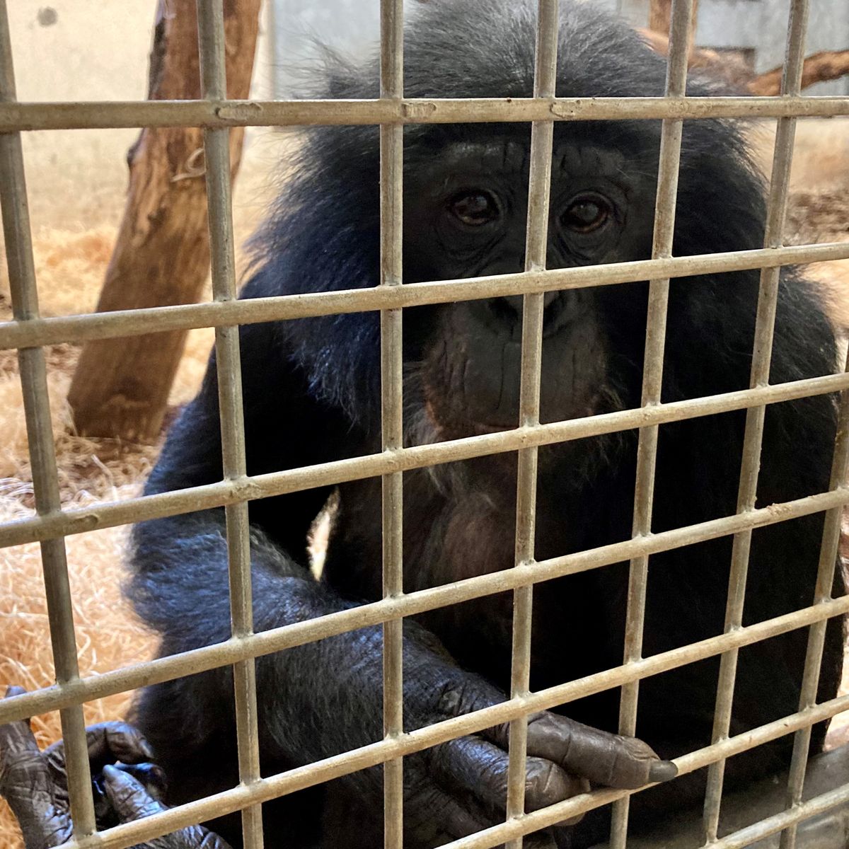 1 ou 2 jeux de société saut de singe