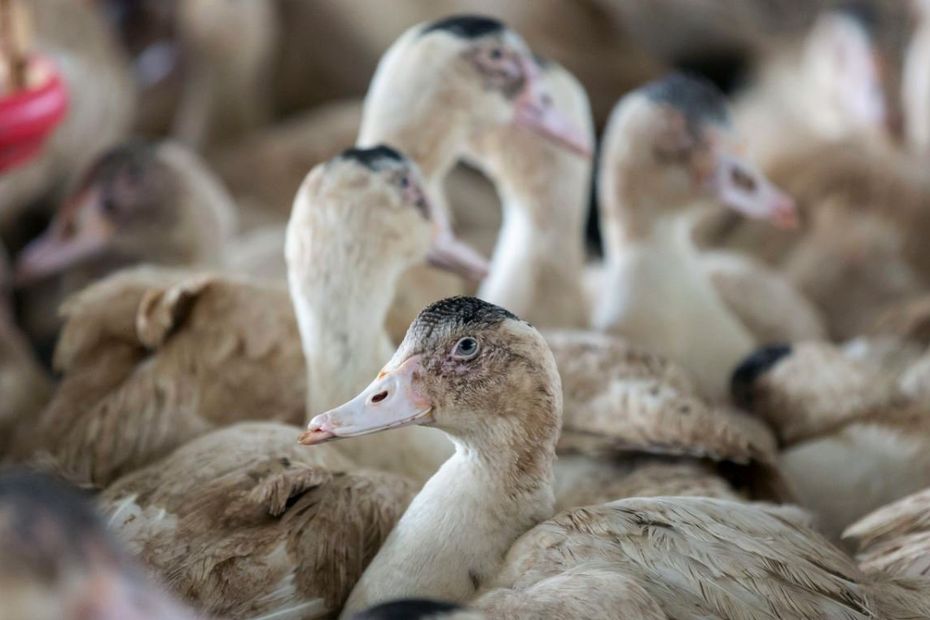 H5N1 Avian Flu Outbreak: 7,500 Poultry Slaughtered in Deux-Sèvres, France