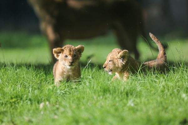 Sana et Sarabi, deux bébés lionnes nées au zoo de Thoiry dans les Yvelines.