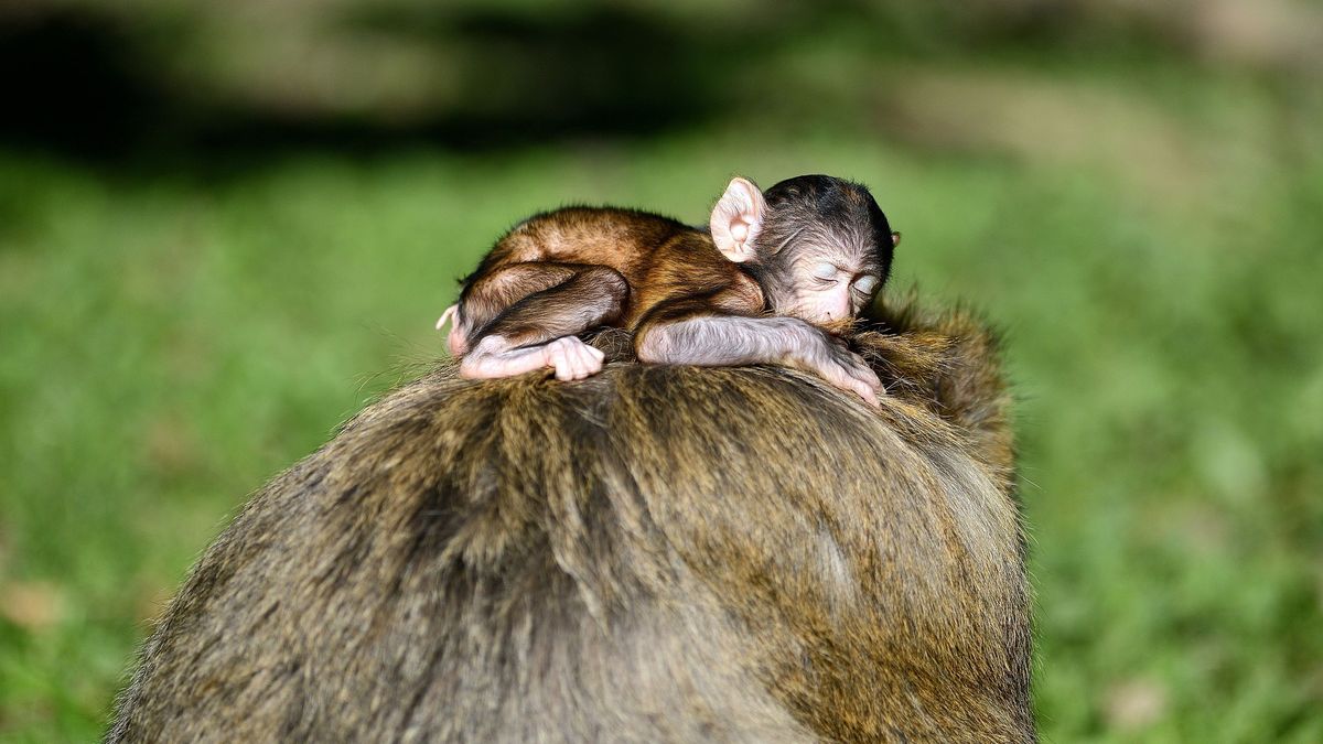 Dix Bebes Magot Sont Nes A La Montagne Des Singes De Kintzheim