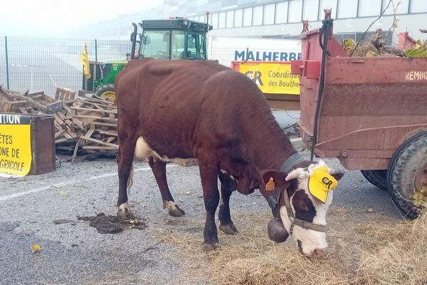 Tracteurs, palettes et vaches, les agriculteurs de la Coordination rurale des Bouches-du-Rhône bloquent ce jeudi la plateforme logistique de LIDL à Rousset pour dénoncer la politique des prix bas.