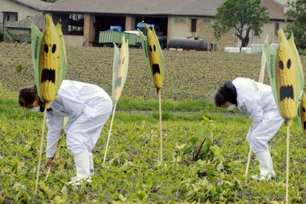 Arrachage de plants OGM par les faucheurs volontaires le 2 mai 2014 à Saubens en Haute-Garonne