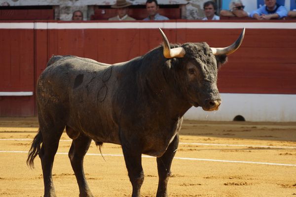 Le premier toro de Victorino Martin a permis à Juan Bautista de réaliser quelques belles séries des deux côtés.